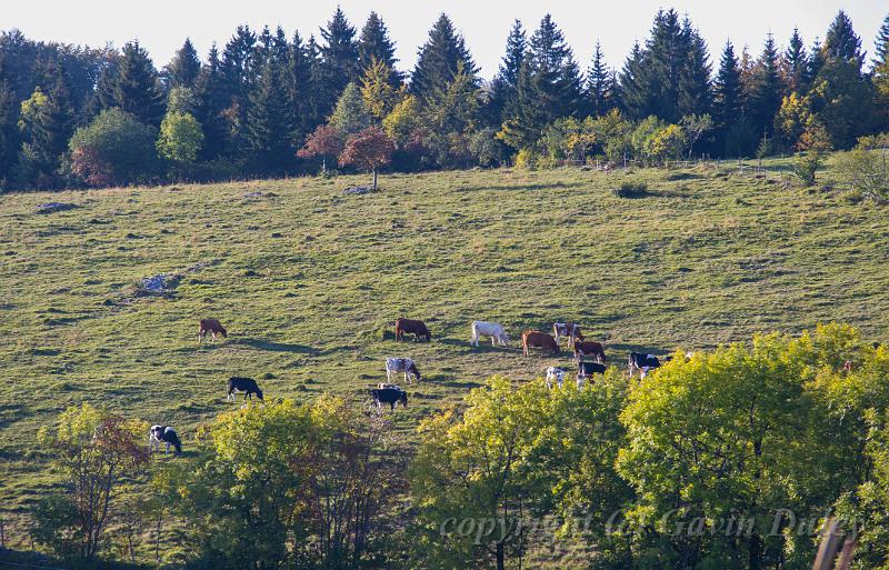 Montbeliarde cattle, walk from Septmoncel  IMGP3366.jpg